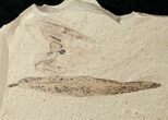 Fossil Pterocarya (Walnut) Leaf - Green River Formation #16755-1